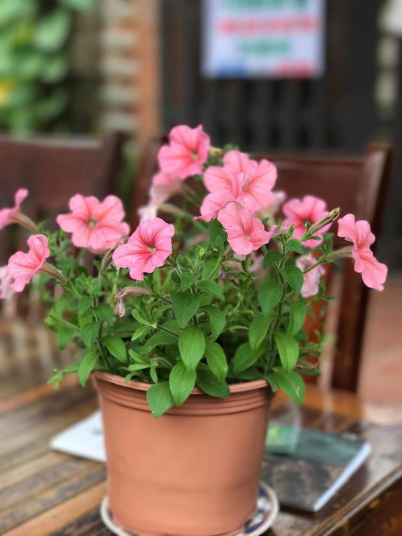 Thao Nguyen Phat Homestay Хоян Екстер'єр фото